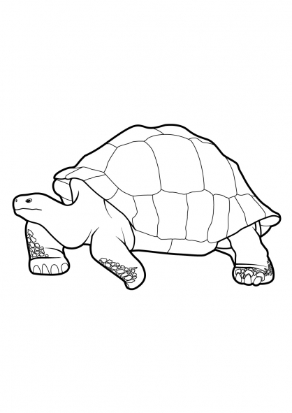 Coloriage d'une tortue nageant dans l'eau entourée de plantes aquatiques Coloriage d'une tortue nageant dans l'eau entourée de plantes aquatiques