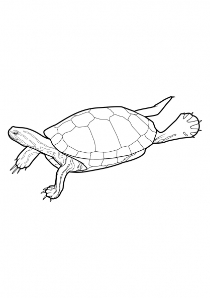 Coloriage d'une tortue sur un fond aquatique