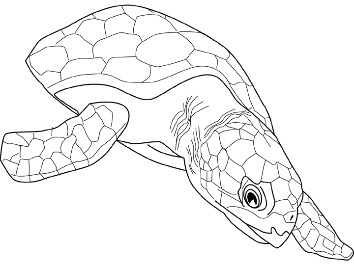 Coloriage d'une tortue se prélassant sur un rocher au bord de l'eau