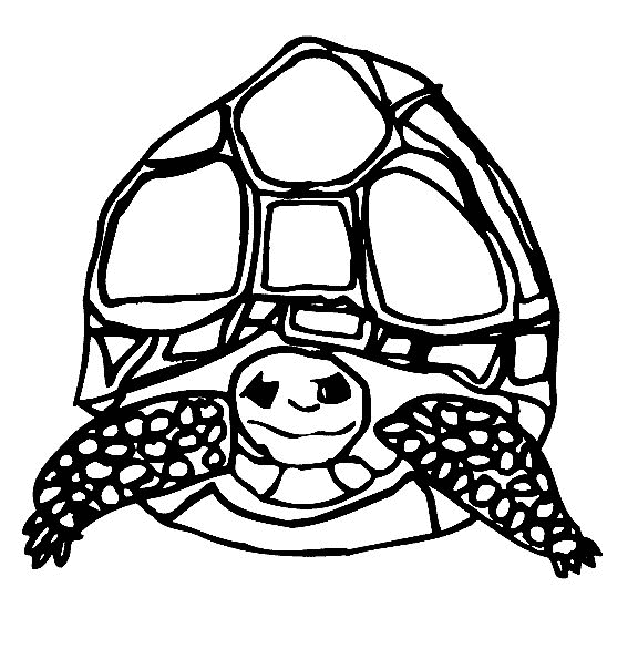 Tortue nageant paisiblement dans l'océan
