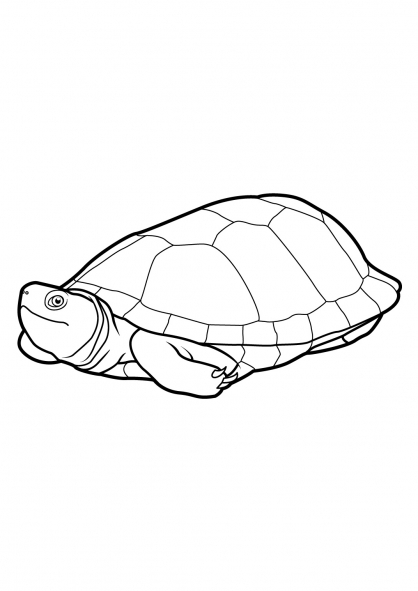 Coloriage d'une tortue sur un fond naturel