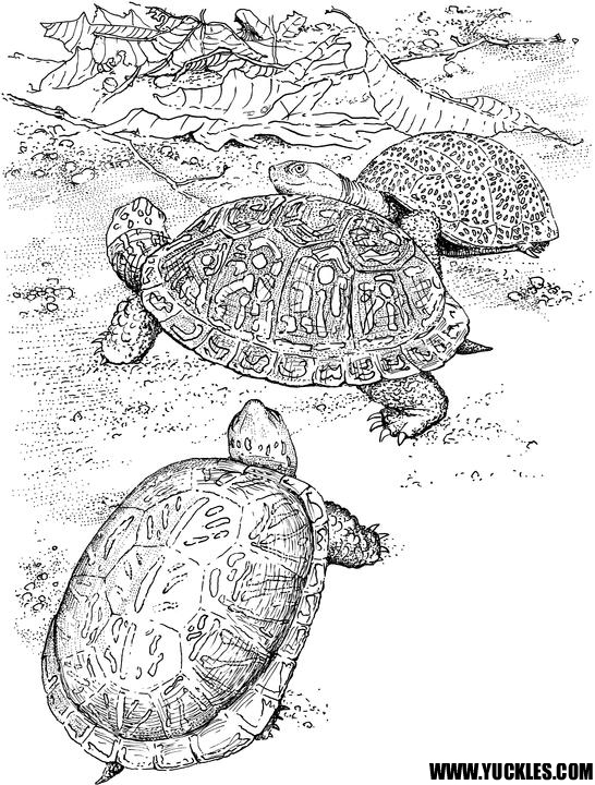 Coloriage d'une tortue sur un fond marin