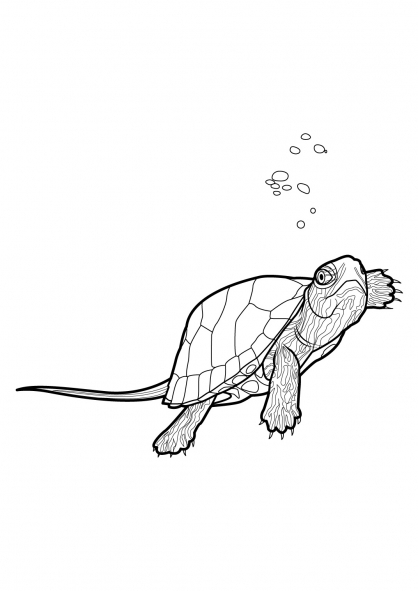 Coloriage d'une tortue se reposant sur le rivage