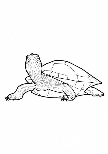 Coloriage d'une tortue sur une plage ensoleillée