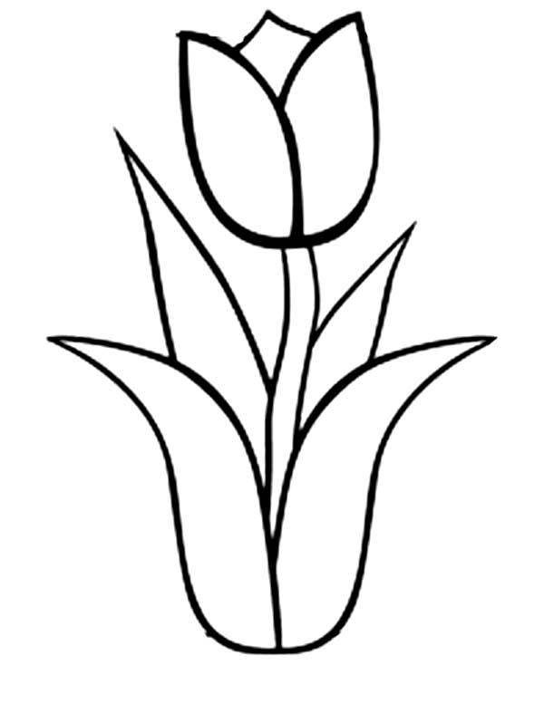 Coloriage d'une tulipe en pleine floraison sur fond simple