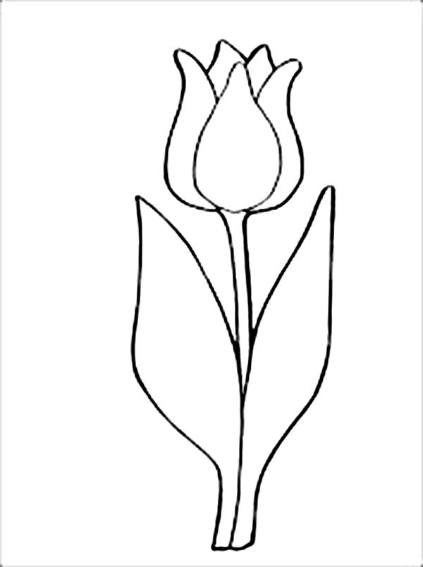 Coloriage d'une tulipe épanouie entourée de feuilles Coloriage d'une tulipe épanouie entourée de feuilles