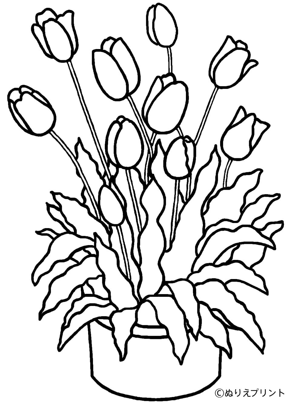 Coloriage d'une tulipe en pleine floraison sur fond simple