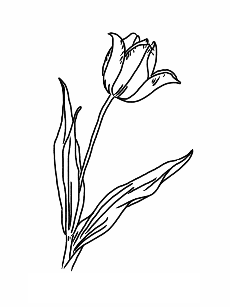 Coloriage d'une tulipe épanouie sur fond simple
