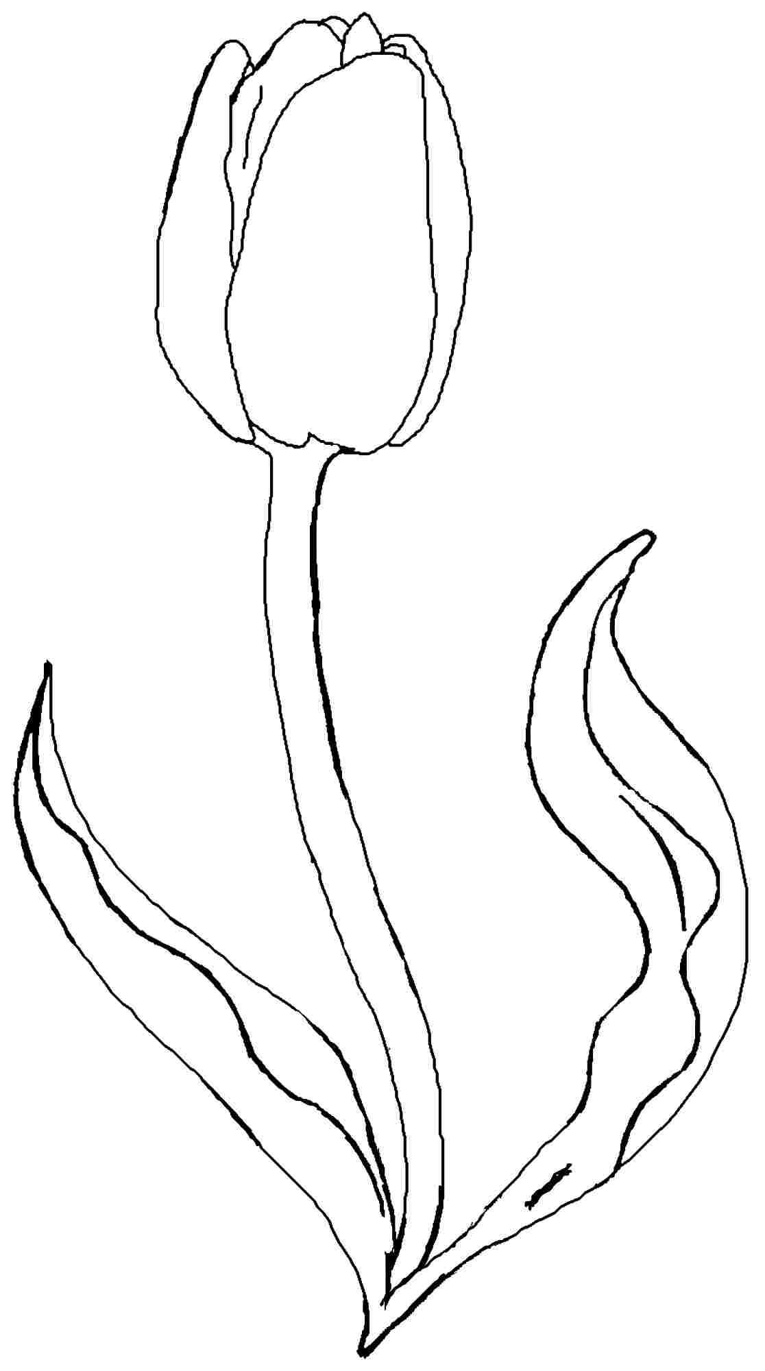 Coloriage d'une tulipe épanouie sur un fond minimaliste
