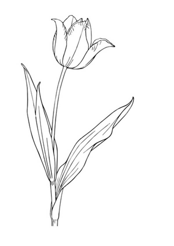 Coloriage d'une tulipe épanouie dans un jardin