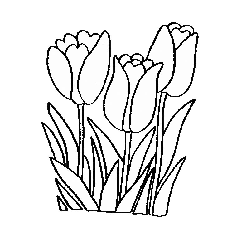 Coloriage de tulipe sur fond simple