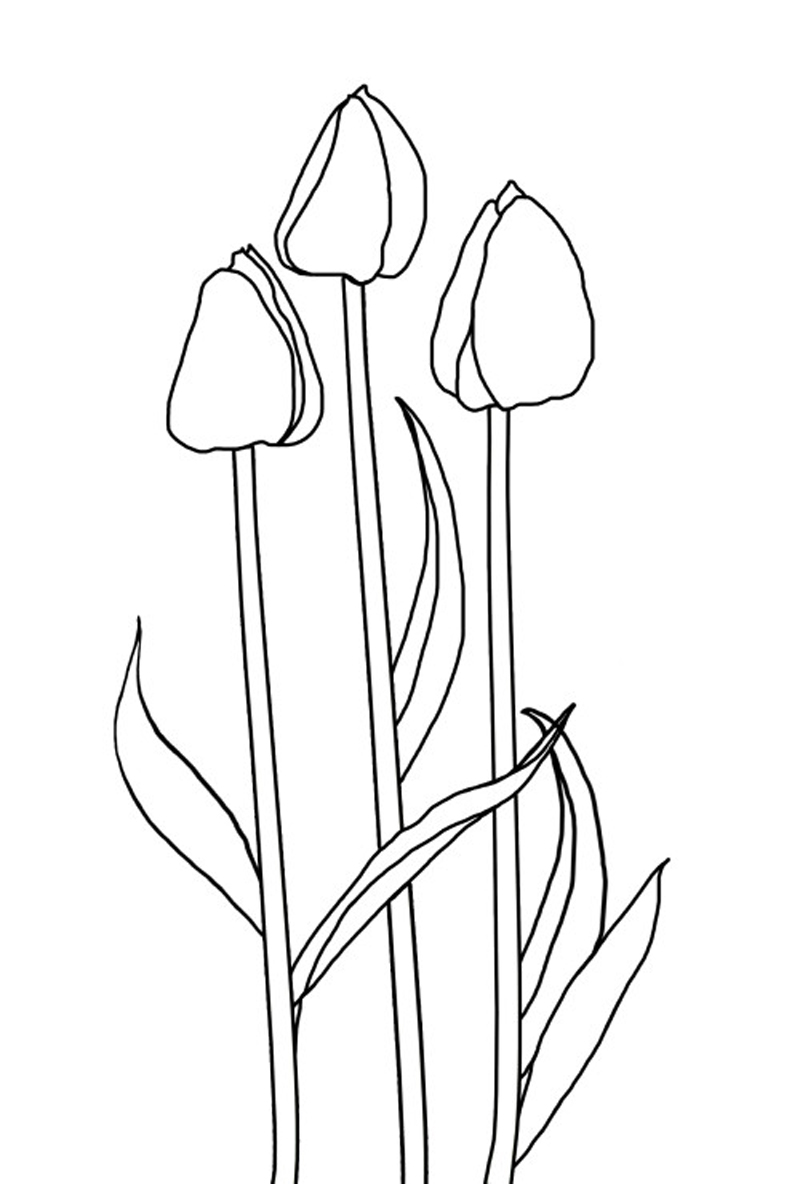 Coloriage d'une tulipe épanouie dans un cadre simple