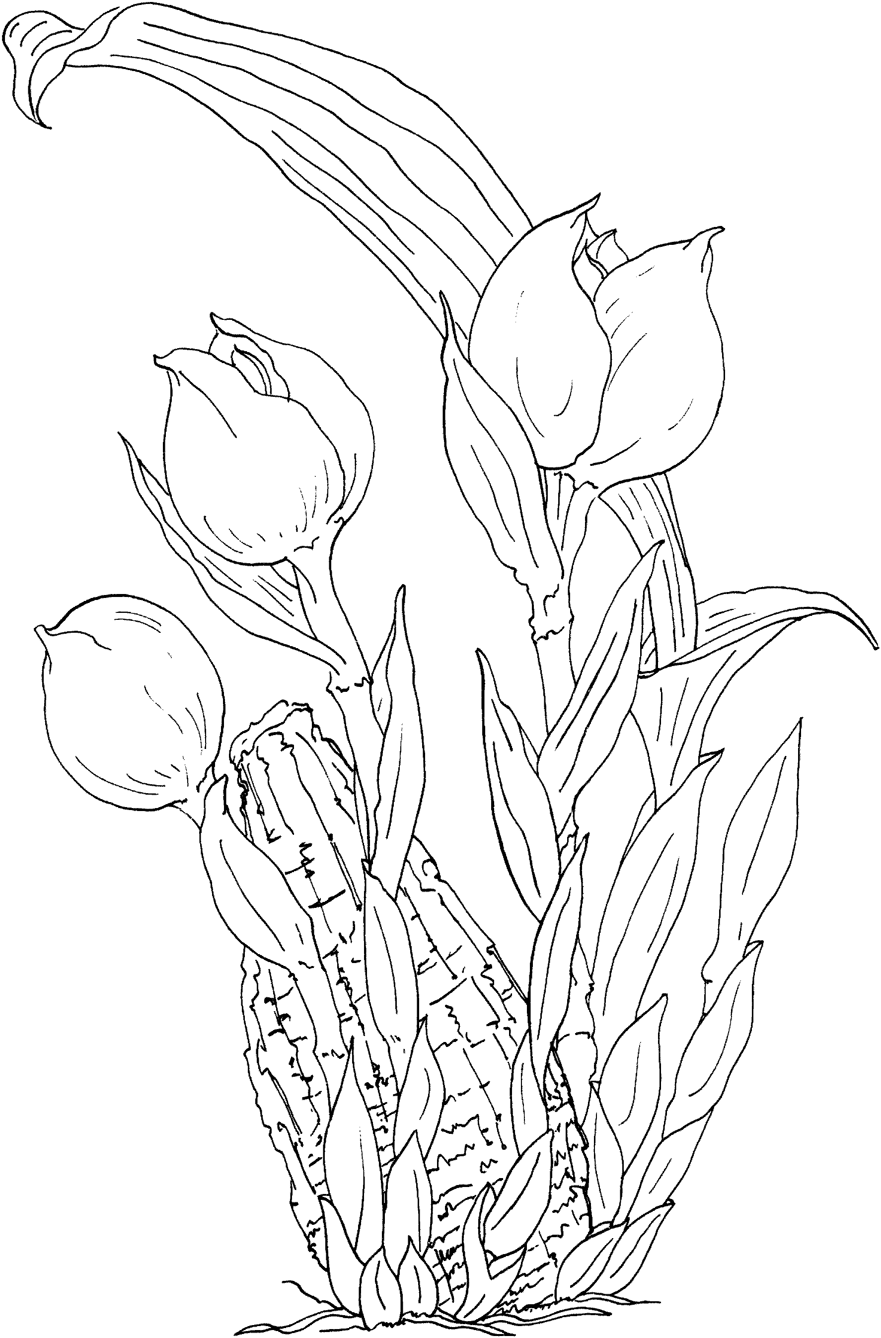 Coloriage de tulipe avec des feuilles dans un décor simple