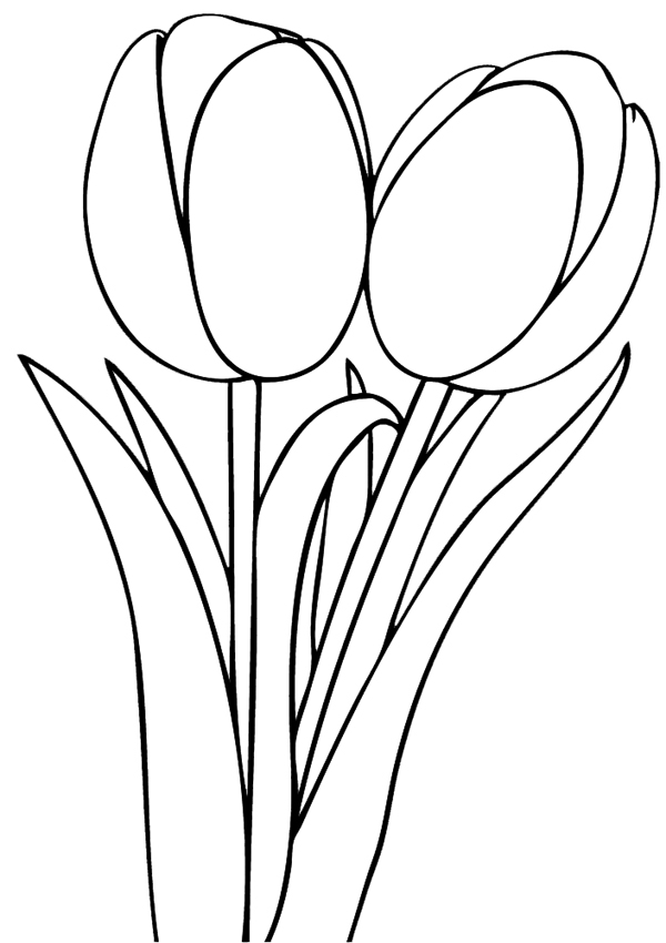 Coloriage d'une tulipe en pleine floraison sur fond simple
