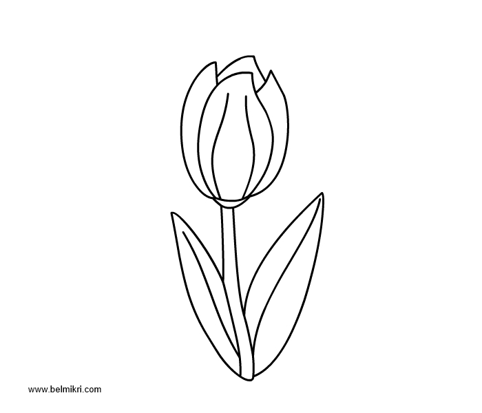 Coloriage d'une tulipe en pleine floraison sur fond simple