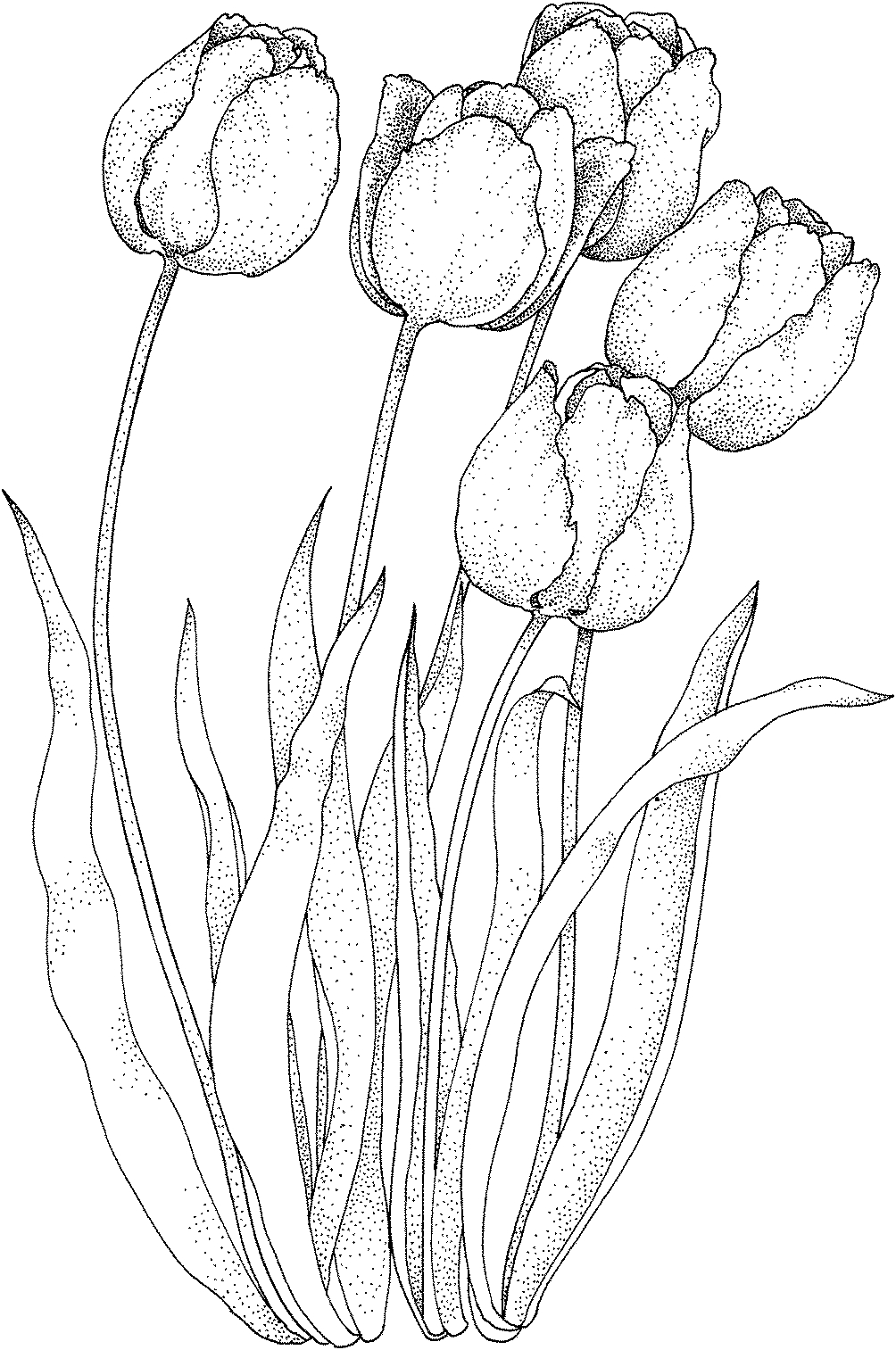 Coloriage d'une tulipe épanouie sur fond simple Coloriage d'une tulipe épanouie sur fond simple