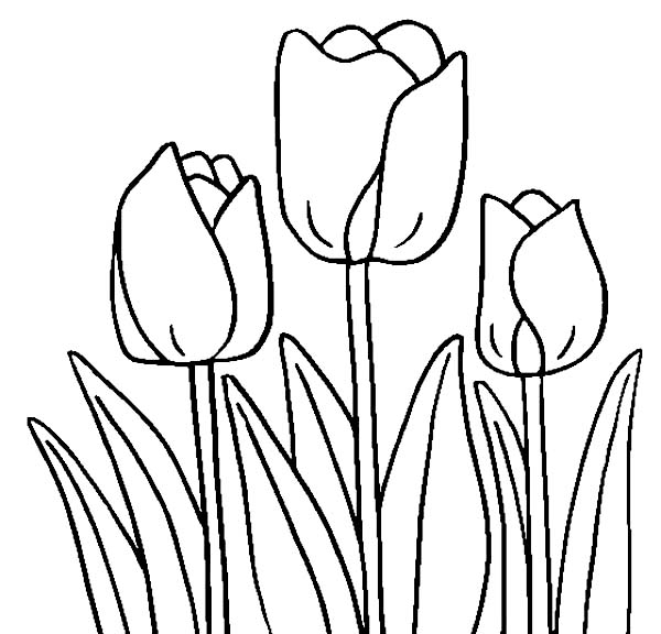 Coloriage d'une tulipe épanouie au jardin