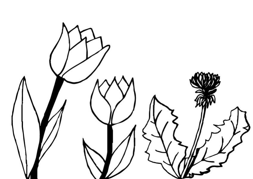 Coloriage d'une tulipe en pleine floraison sur un fond simple