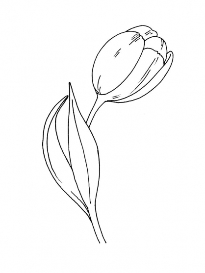 Coloriage d'une tulipe épanouie sur fond simple