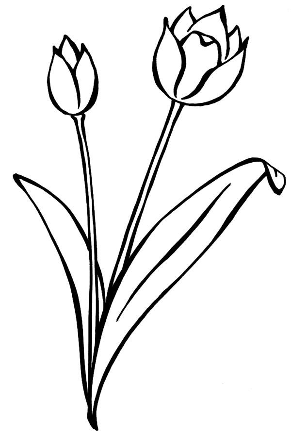 Coloriage d'une tulipe épanouie sur fond simple