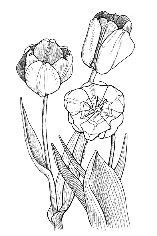 Coloriage d'une tulipe épanouie dans un jardin