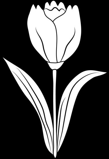 Coloriage d'une tulipe en pleine floraison sur un fond simple