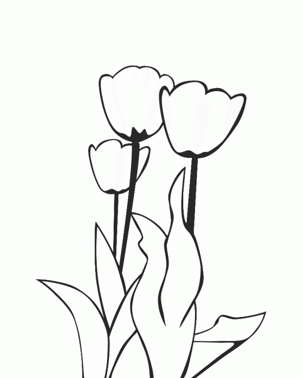 Coloriage d'une tulipe épanouie sur fond simple