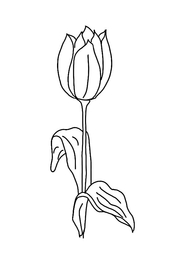 Coloriage d'une tulipe en pleine floraison avec ses feuilles