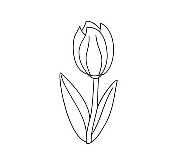 Coloriage d'une tulipe avec des feuilles sur un fond simple