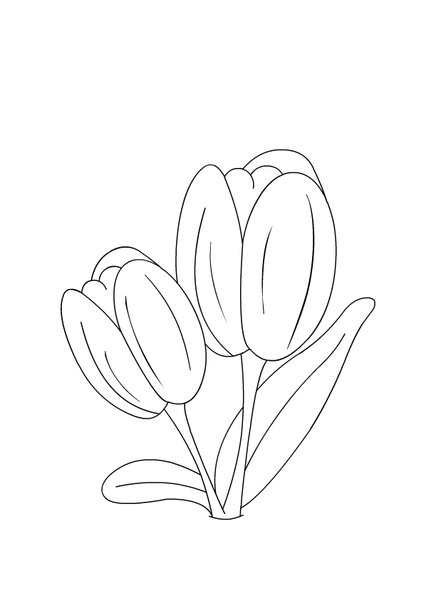 Coloriage d'une tulipe en pleine floraison sur fond simple