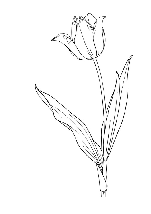Coloriage d'une tulipe en pleine floraison sur fond simple Coloriage d'une tulipe en pleine floraison sur fond simple