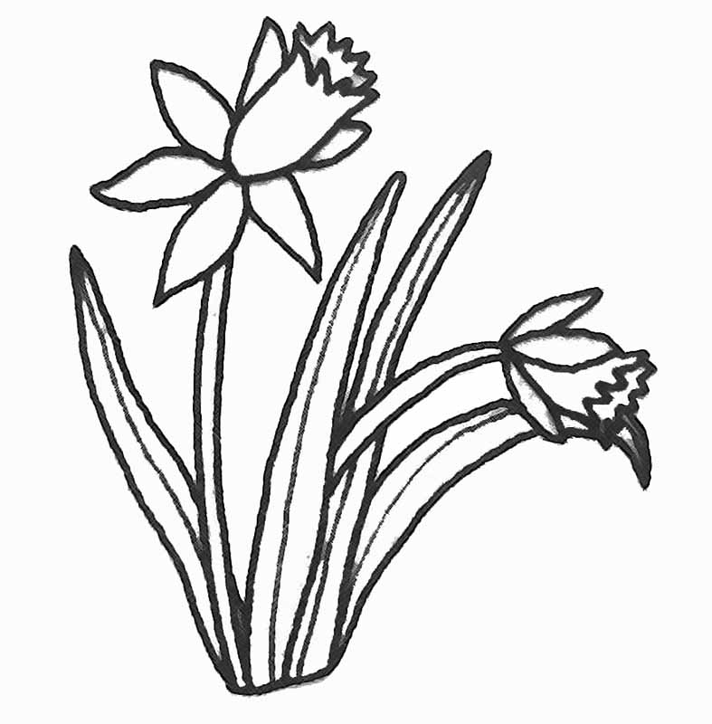 Coloriage d'une tulipe épanouie sur fond simple