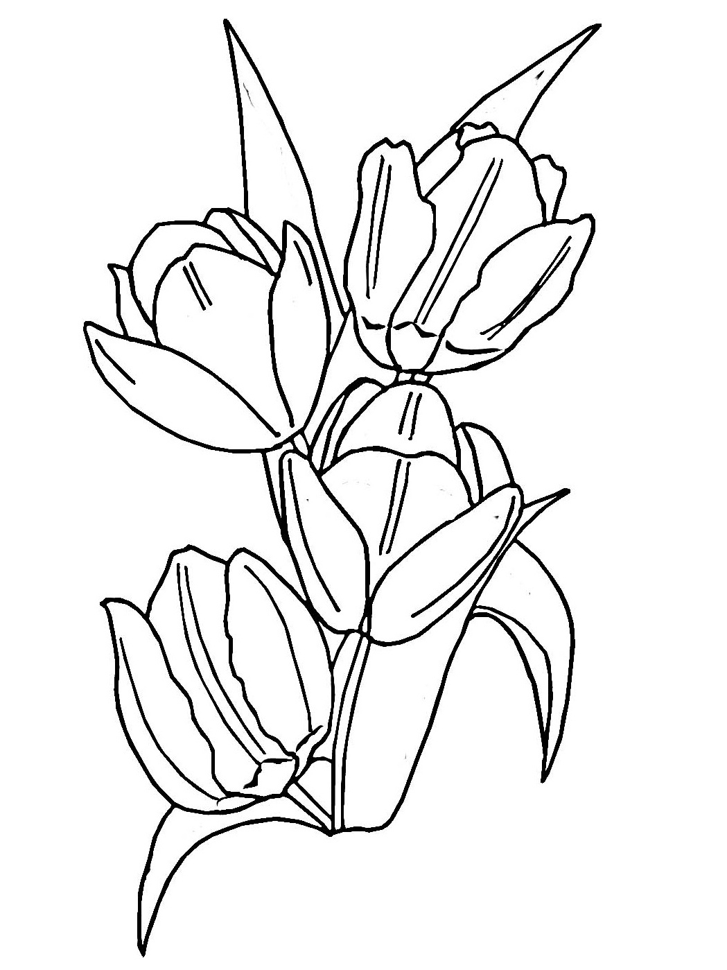 Coloriage d'une tulipe épanouie sur fond simple