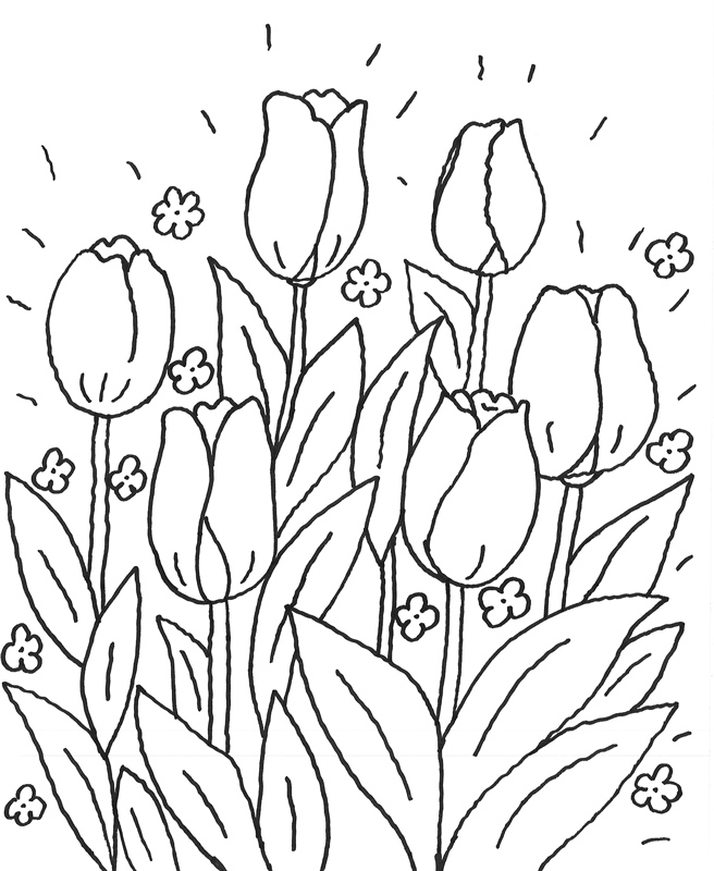 Coloriage d'une tulipe en pleine floraison sur fond simple