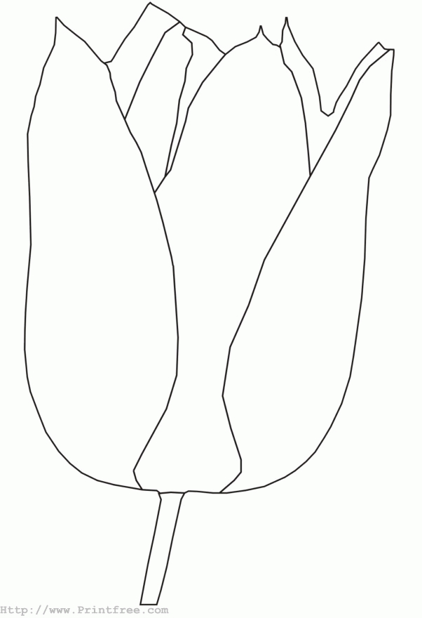 Coloriage d'une tulipe épanouie sur un fond simple