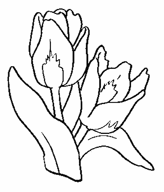 Coloriage d'une tulipe épanouie sur fond simple