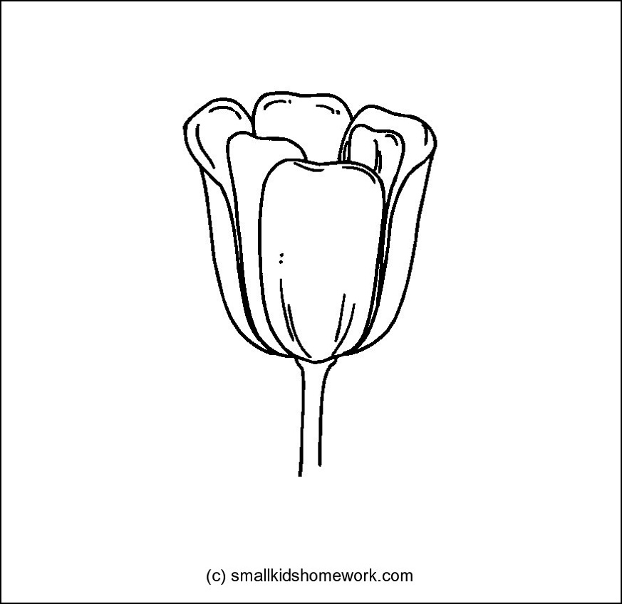 Coloriage d'une tulipe en fleur sur fond simple