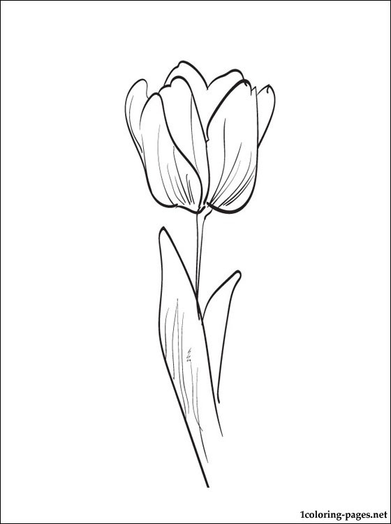 Coloriage d'une tulipe épanouie sur fond simple