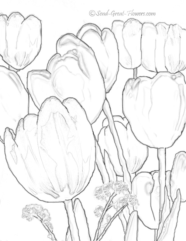 Coloriage d'une tulipe épanouie sur fond minimaliste