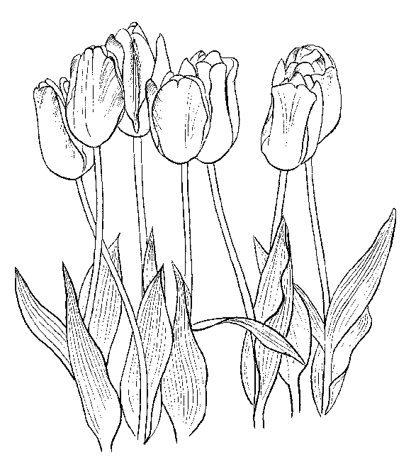 Coloriage d'une tulipe épanouie sur fond simple