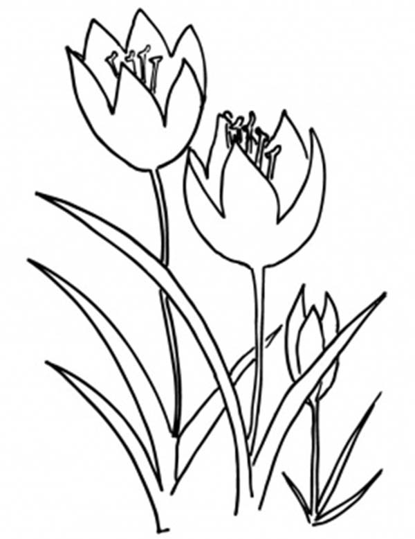 Coloriage d'une tulipe épanouie entourée de feuillage