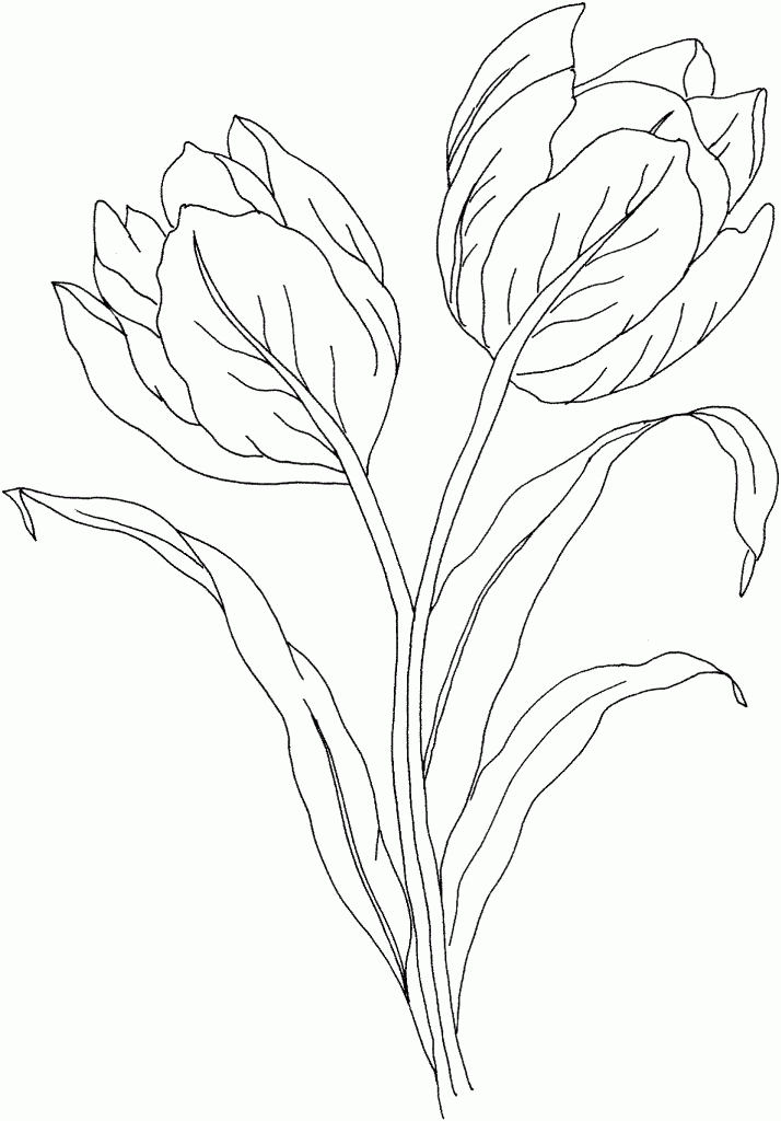 Coloriage d'une tulipe en pleine floraison sur fond simple