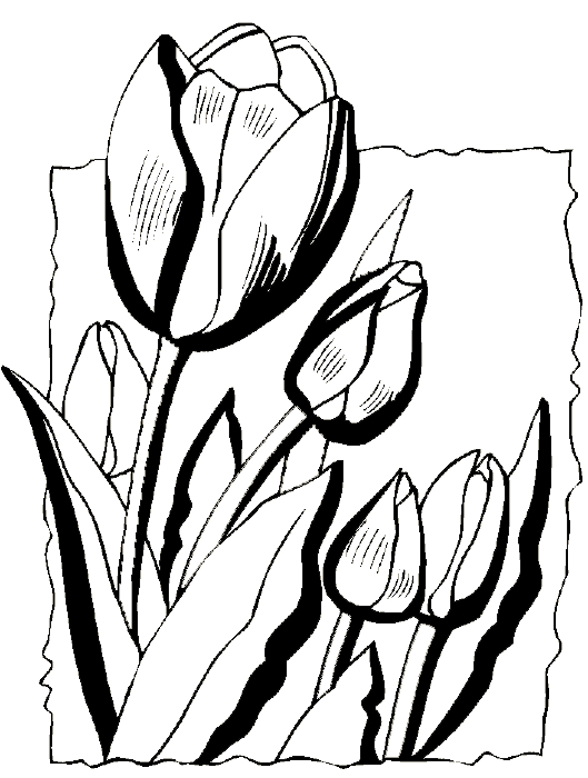 Coloriage d'une tulipe épanouie sur fond simple