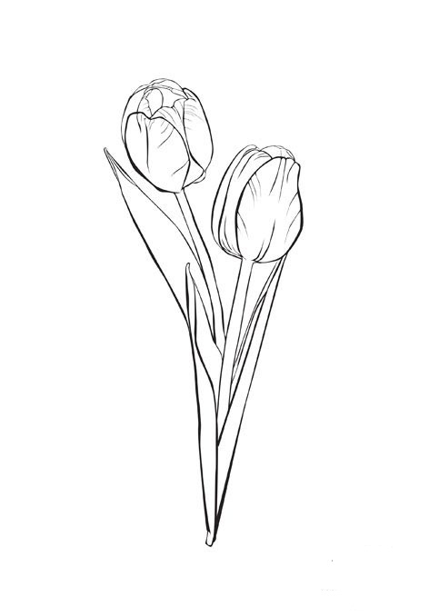 Coloriage d'une tulipe épanouie sur un fond simple