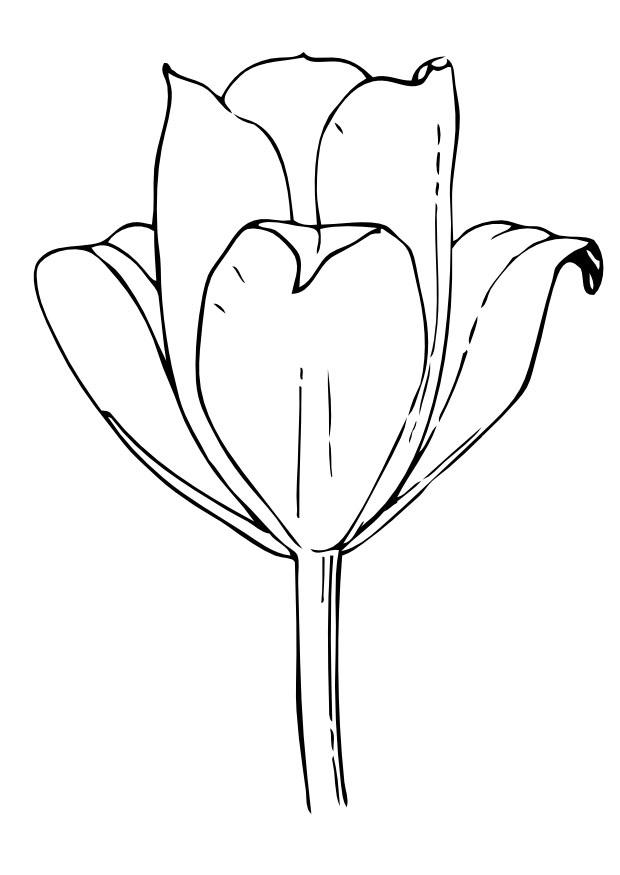 Coloriage d'une tulipe épanouie dans un jardin