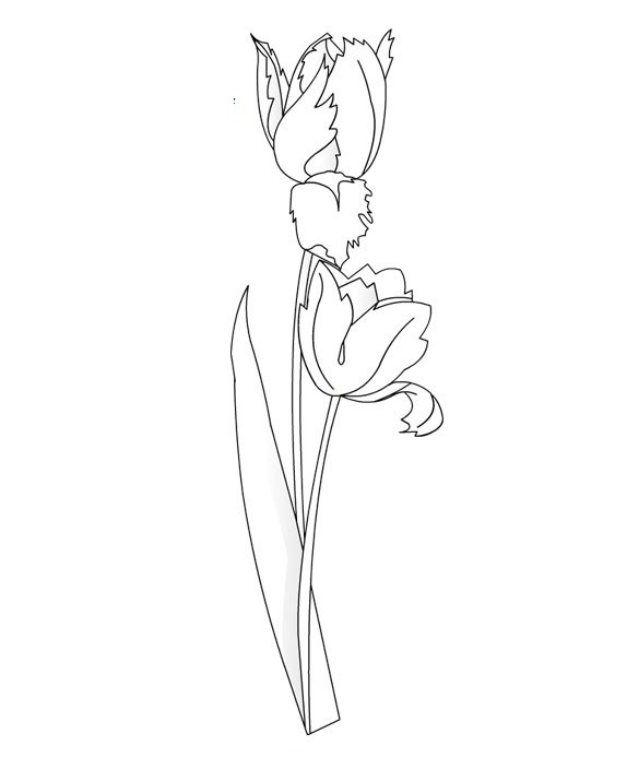 Coloriage d'une tulipe en pleine floraison sur un fond simple