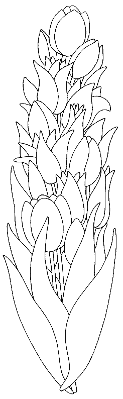 Coloriage d'une tulipe en pleine floraison sur fond simple