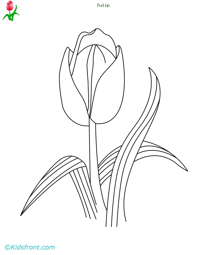 Coloriage d'une tulipe en pleine floraison sur fond simple