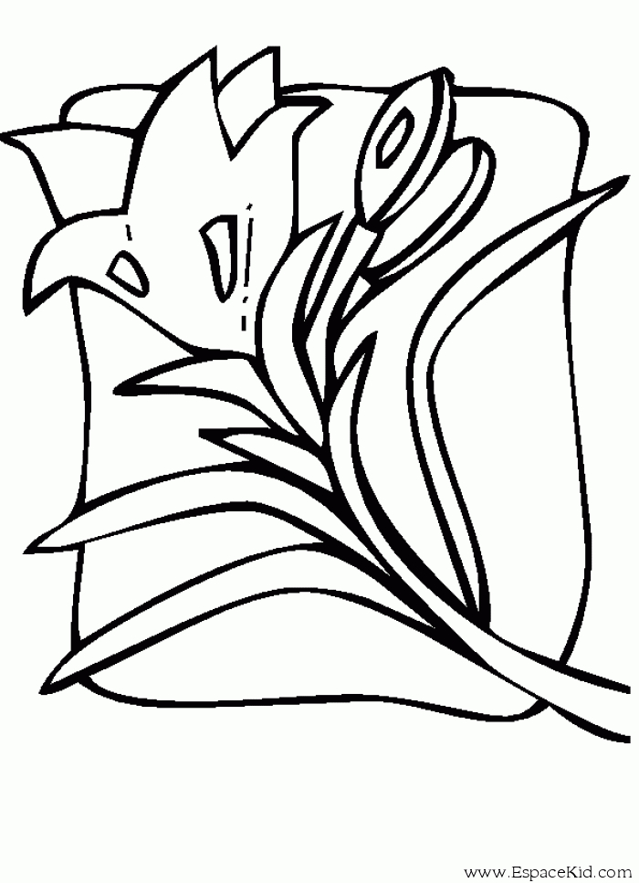 Coloriage d'une tulipe en pleine floraison sur un fond simple