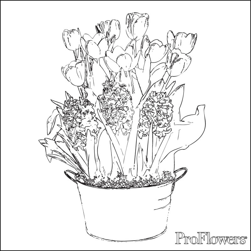 Coloriage d'une tulipe épanouie sur fond simple